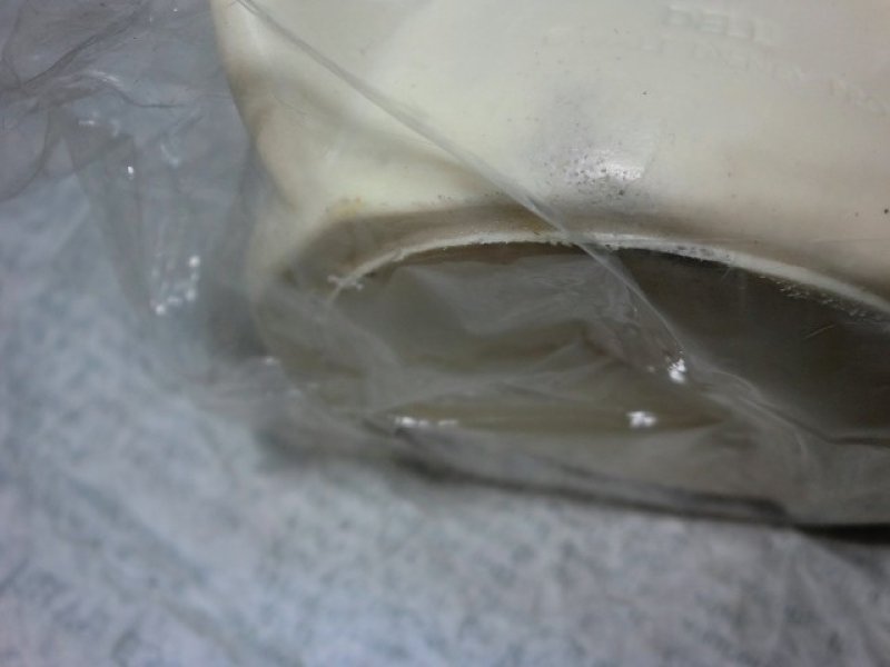 画像3: ダンボラバードール赤襟 (3)